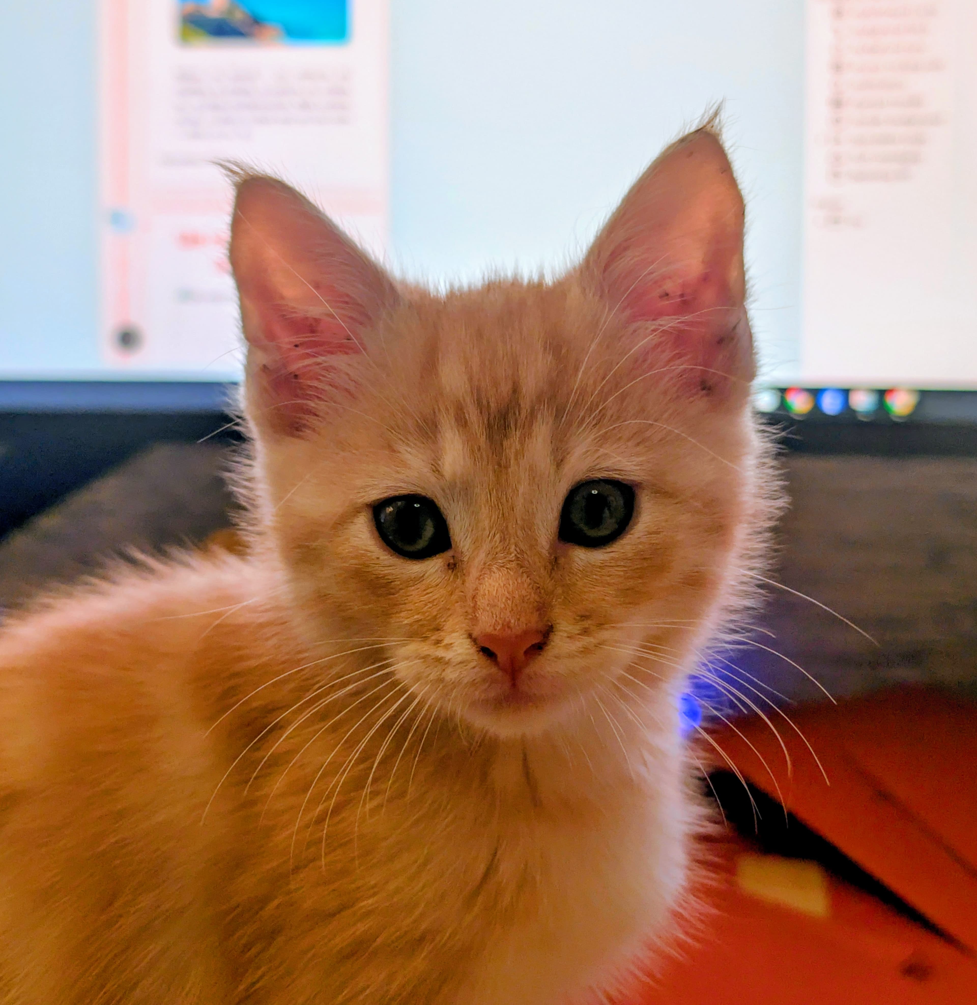 Un nouveau dans la famille !